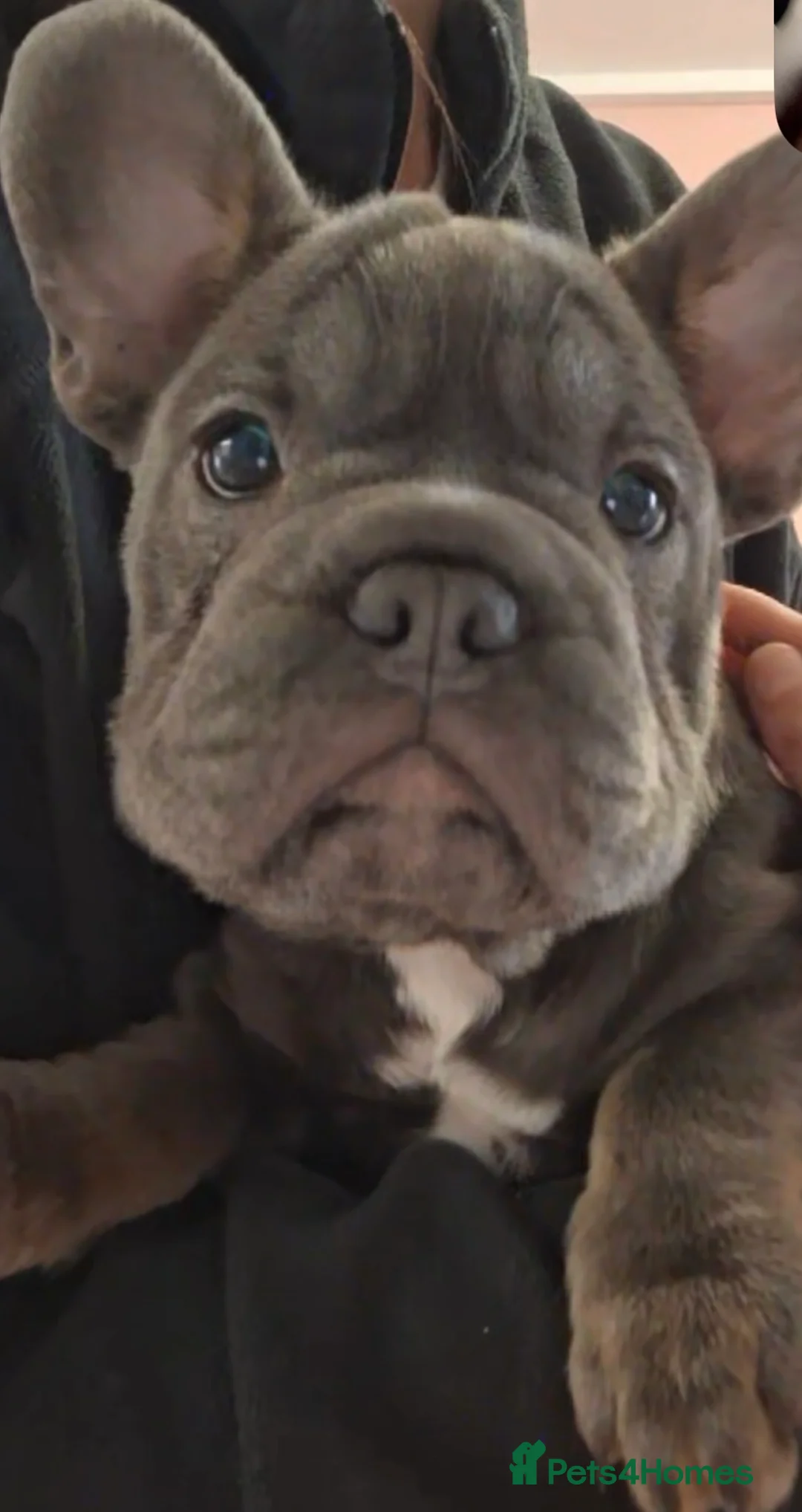 French Bulldog dogs for sale: Beautiful French bulldog pups - Advert 13