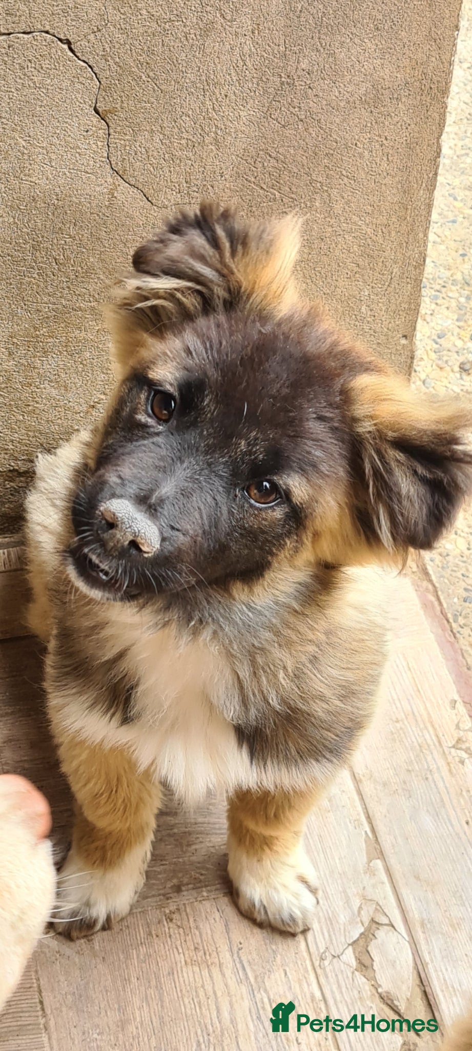Mixed Breed dogs Humpty Dumpty female, corgi size  - Advert 1