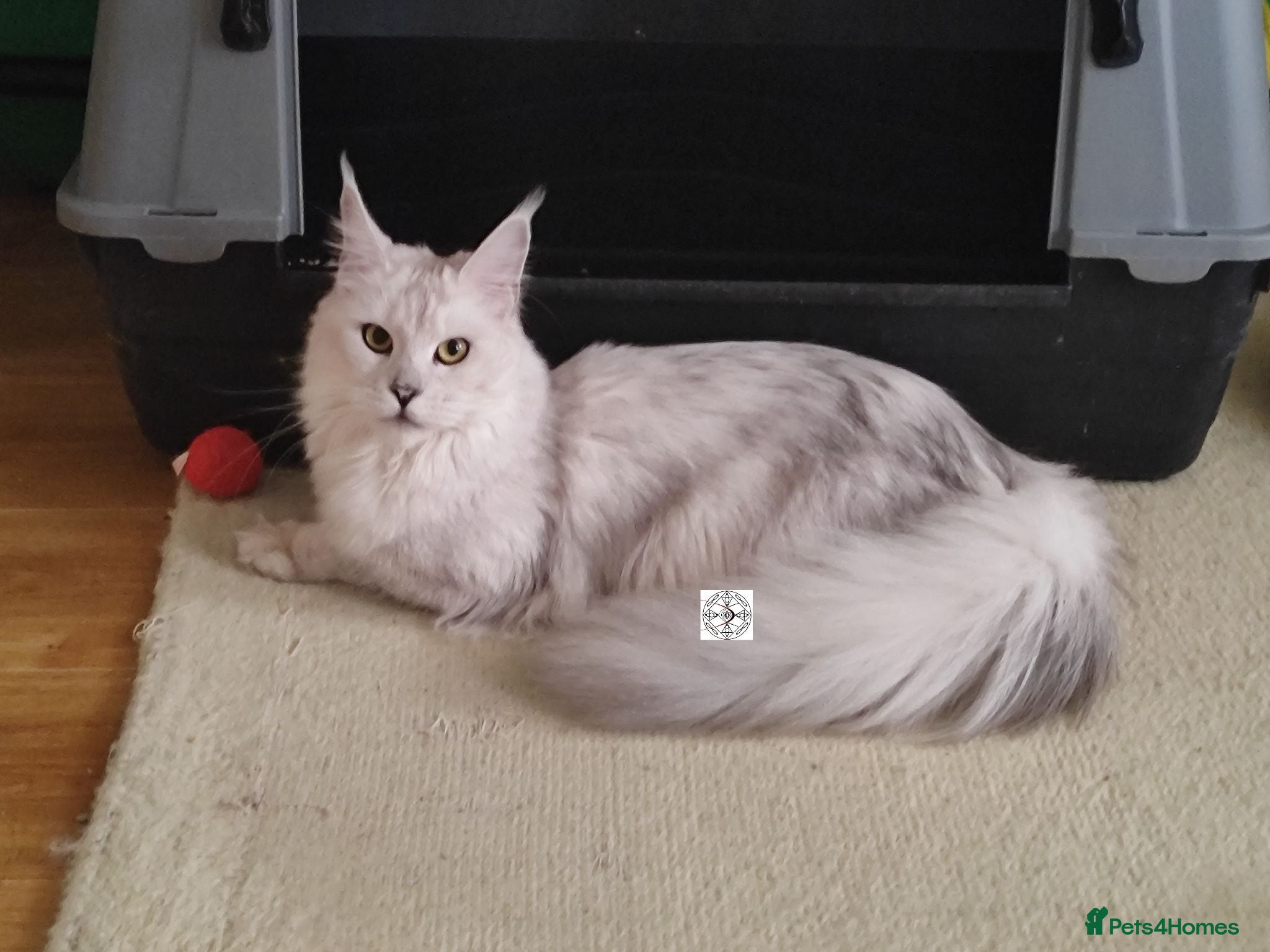 Maine Coon cats Very affectionate spayed silver shaded girl ❤️ - Advert 1