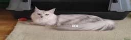 Maine Coon cats for sale: Import, spayed silver shaded girl ❤️ - Advert 1