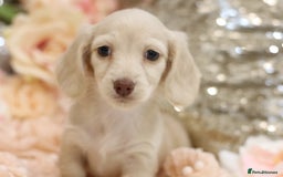 Miniature Dachshund dogs for sale: KC Registered Cream Longhair Puppies - Image 4