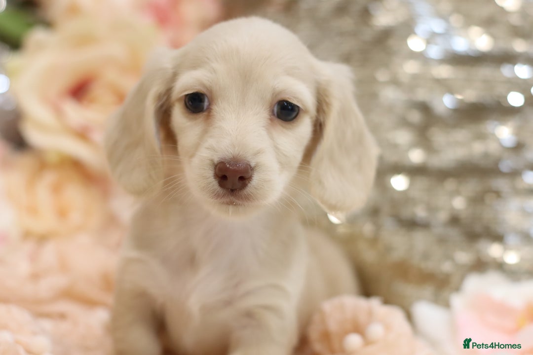 Miniature Dachshund dogs for sale: KC Registered Cream Longhair Puppies - Image 4