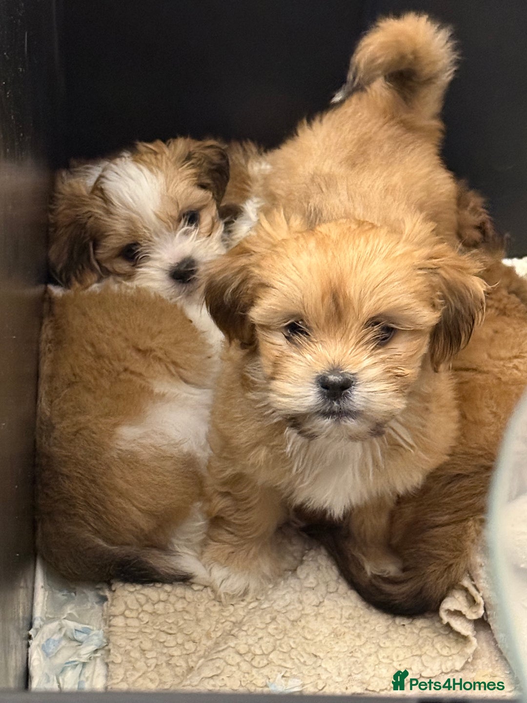 Lhasa Apso dogs for sale: Beautiful Lhasa apso pups - Advert 4