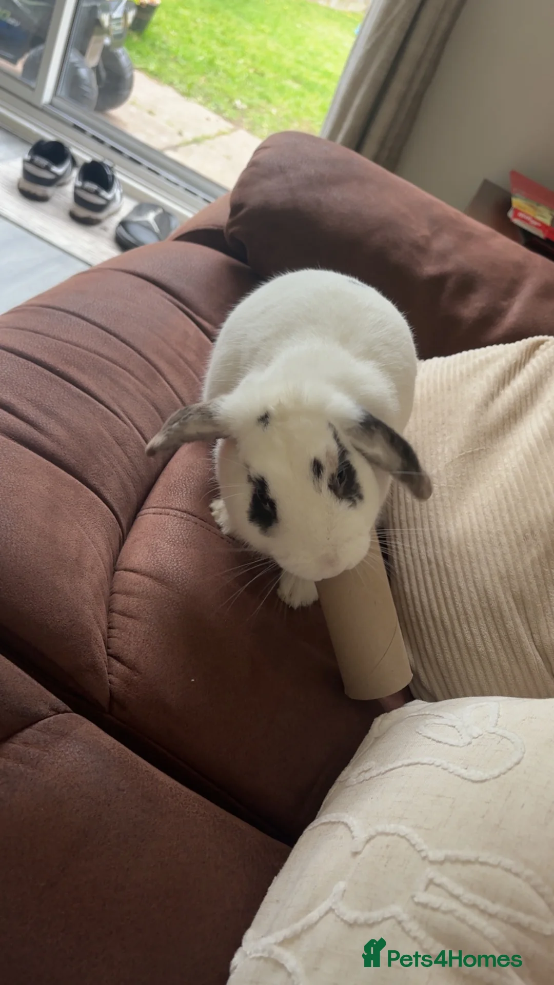Mini Lop rabbits for sale: White and black minilop  in Telford - Advert 3