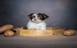 Yorkshire Terrier dogs for sale: Colorful Yorkshire Terrier puppies for sale - Image 13