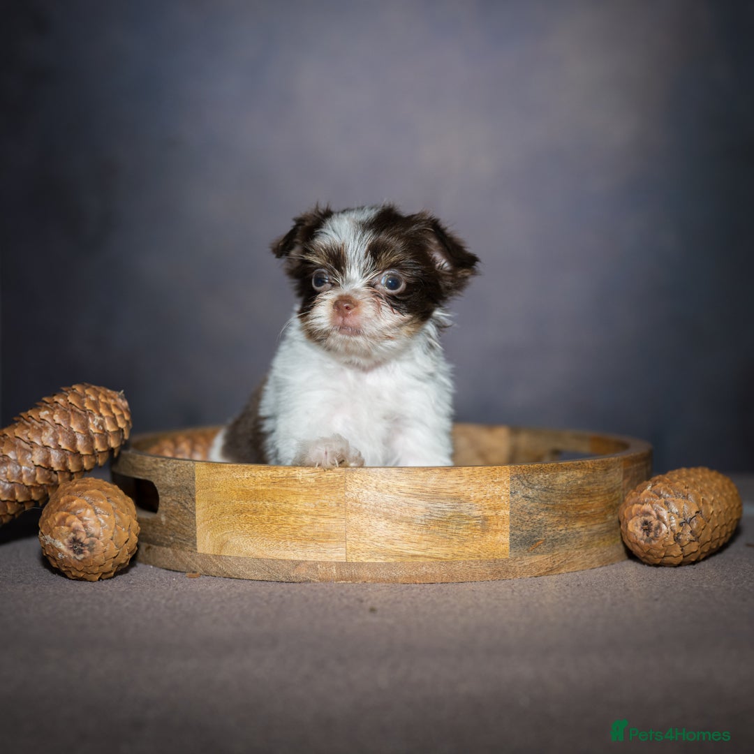 Yorkshire Terrier dogs for sale: Colorful Yorkshire Terrier puppies for sale - Image 13