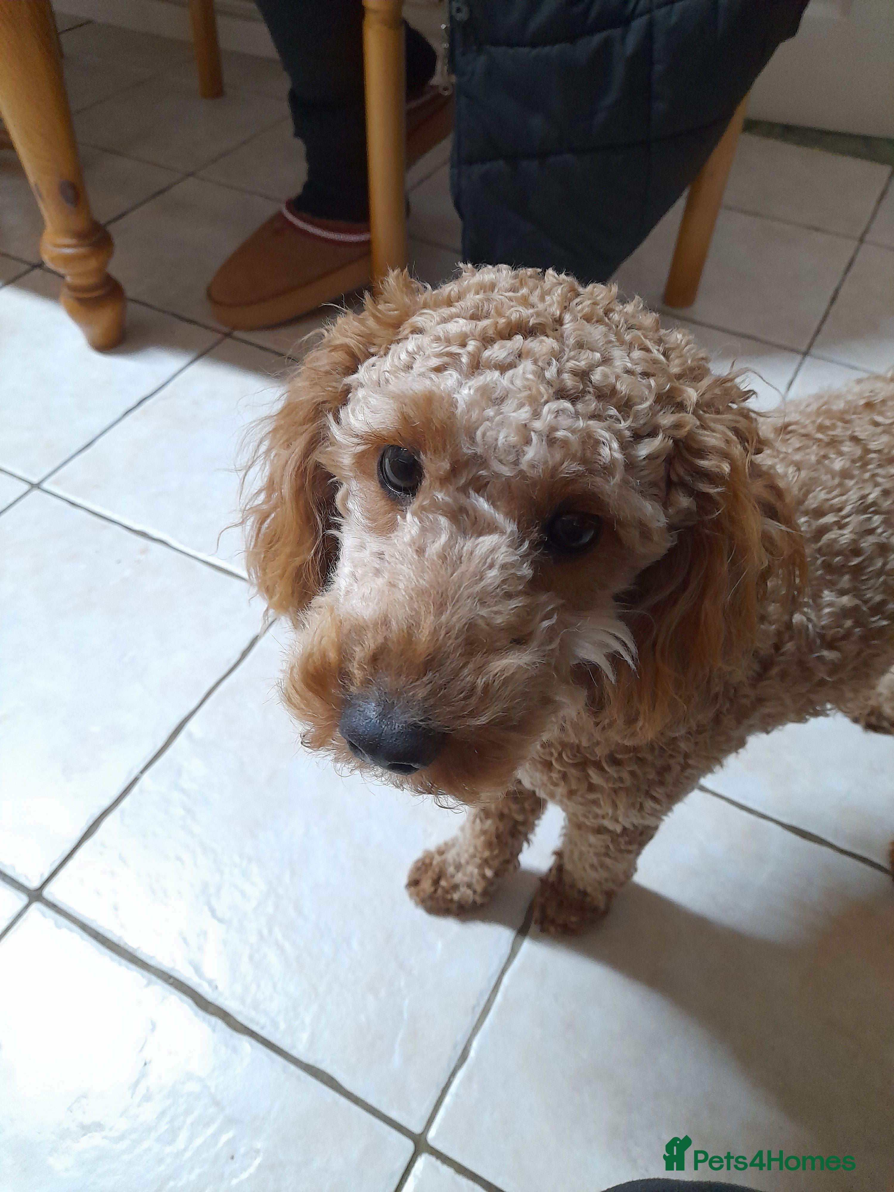 Cockapoo dogs Beautiful cockapoo - Advert 1