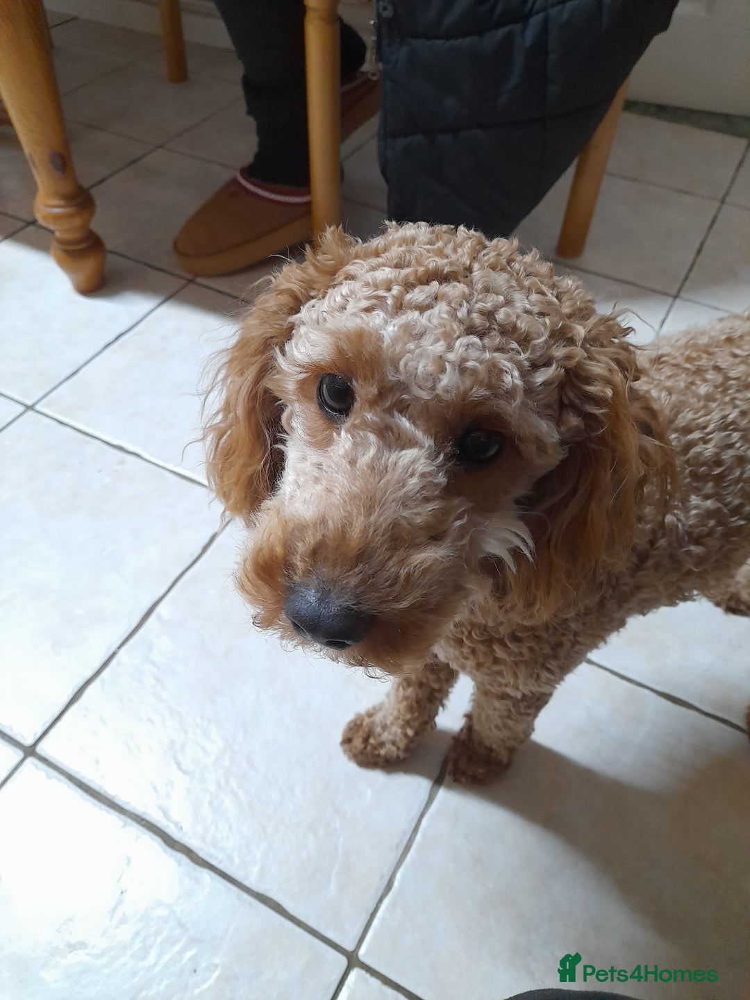 Cockapoo dogs for sale: Beautiful cockapoo - Advert 1