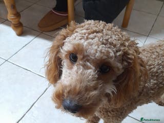 Cockapoo dogs Beautiful cockapoo - Advert 2