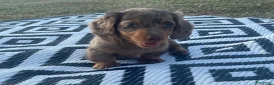 Miniature Dachshund 3