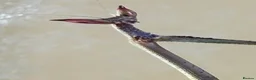 Praying Mantis invertebrates for sale: Praying mantis for sale - Advert 3