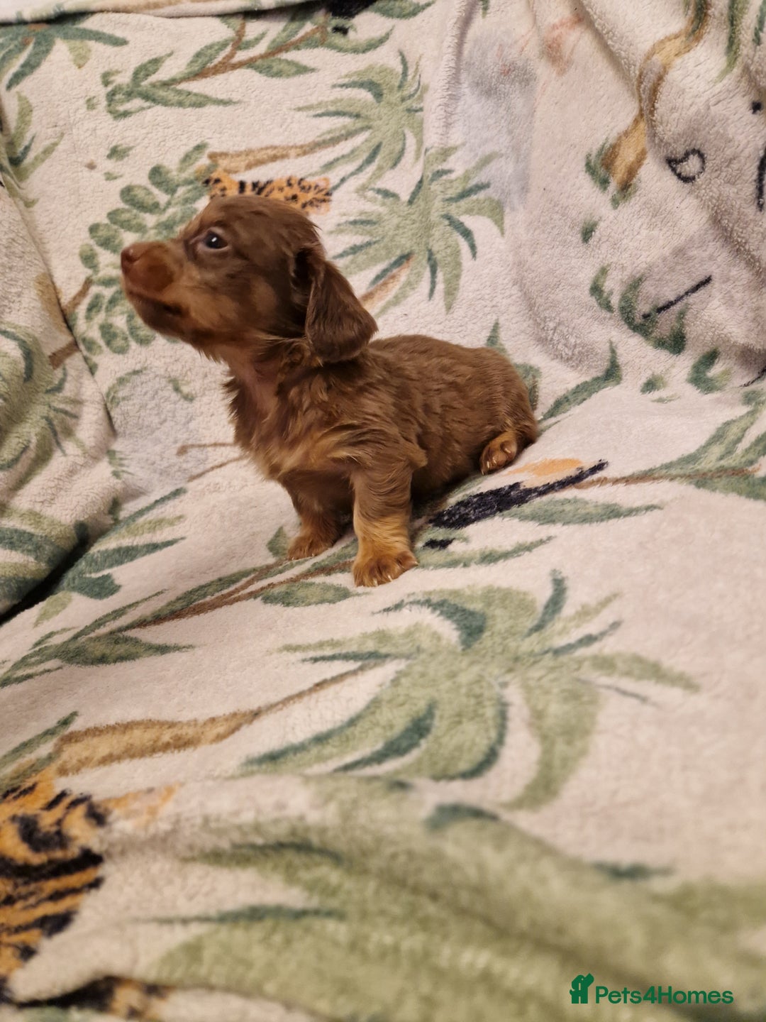 Miniature Dachshund dogs for sale: ⭐️🌈Beautiful miniature dachshunds🌈⭐️ - Advert 1