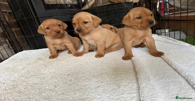 Labrador Retriever dogs - Advert 5