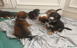 Mixed Breed dogs for sale: Collie x mixed hound puppies - Image 5