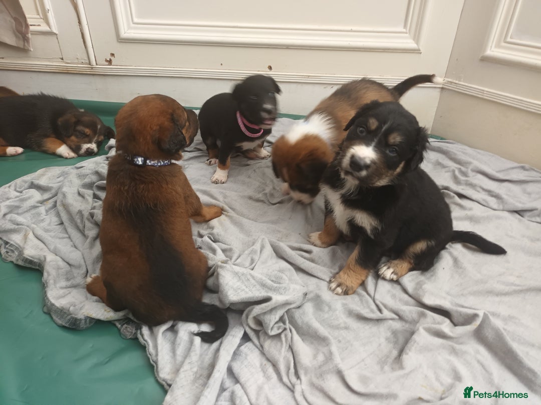 Mixed Breed dogs for sale: Collie x mixed hound puppies - Image 5