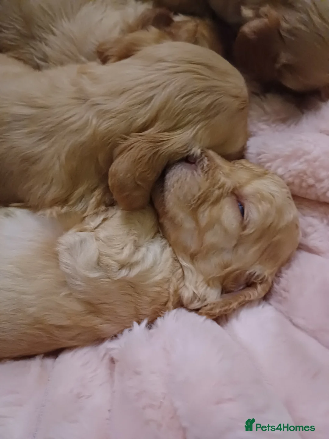 Cockapoo dogs for sale: Cockapoo Puppies - Advert 20