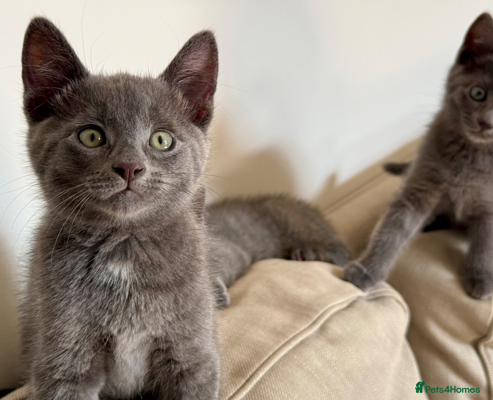 Russian Blue cats Russian blue kittens  - Advert 18
