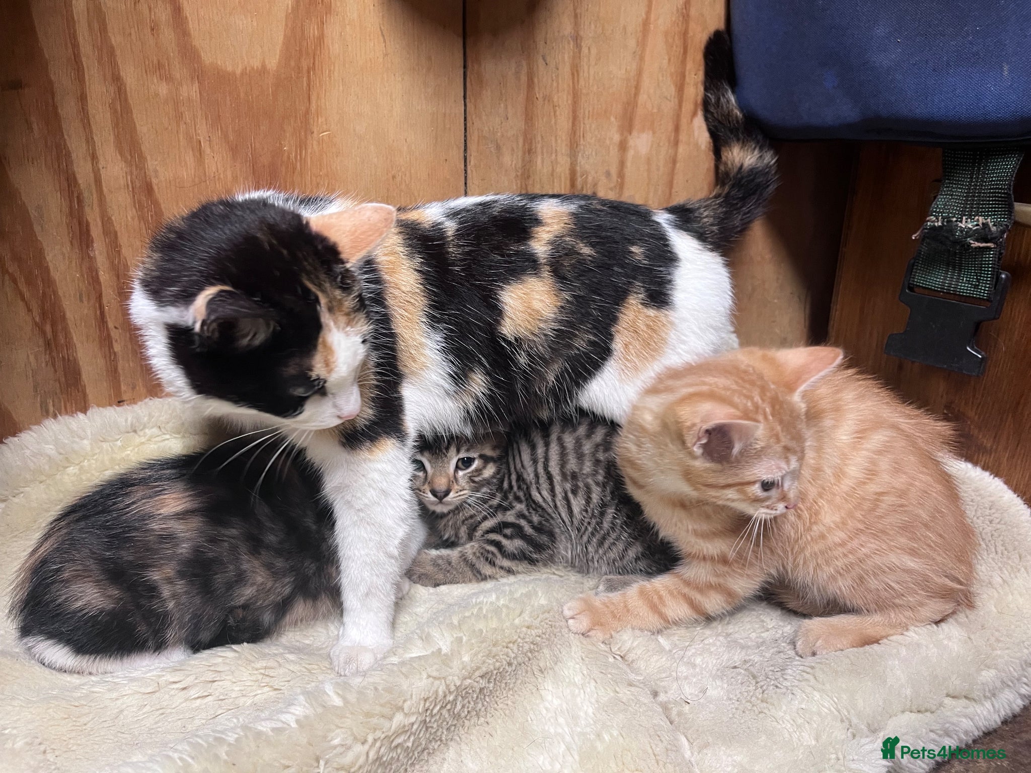 Mixed Breed cats for sale: Beautiful kittens  in Boston - Advert 2
