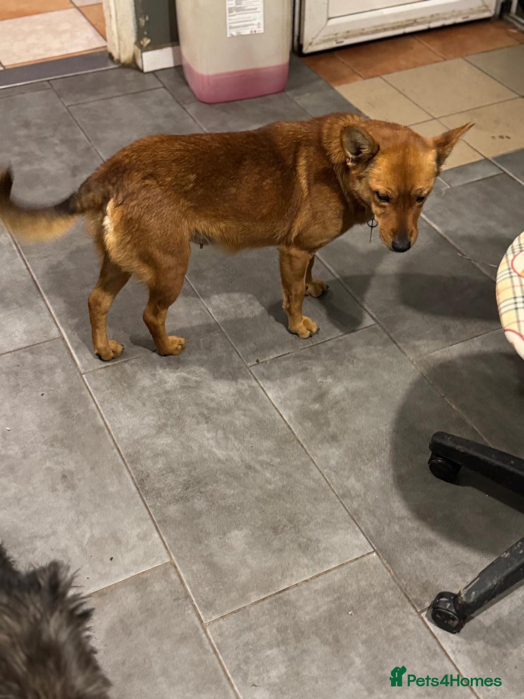 Mixed Breed dogs for adoption: Sweet Poppy Looking For LOVE - Advert 6