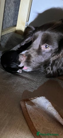 Mixed Breed dogs - Advert 13