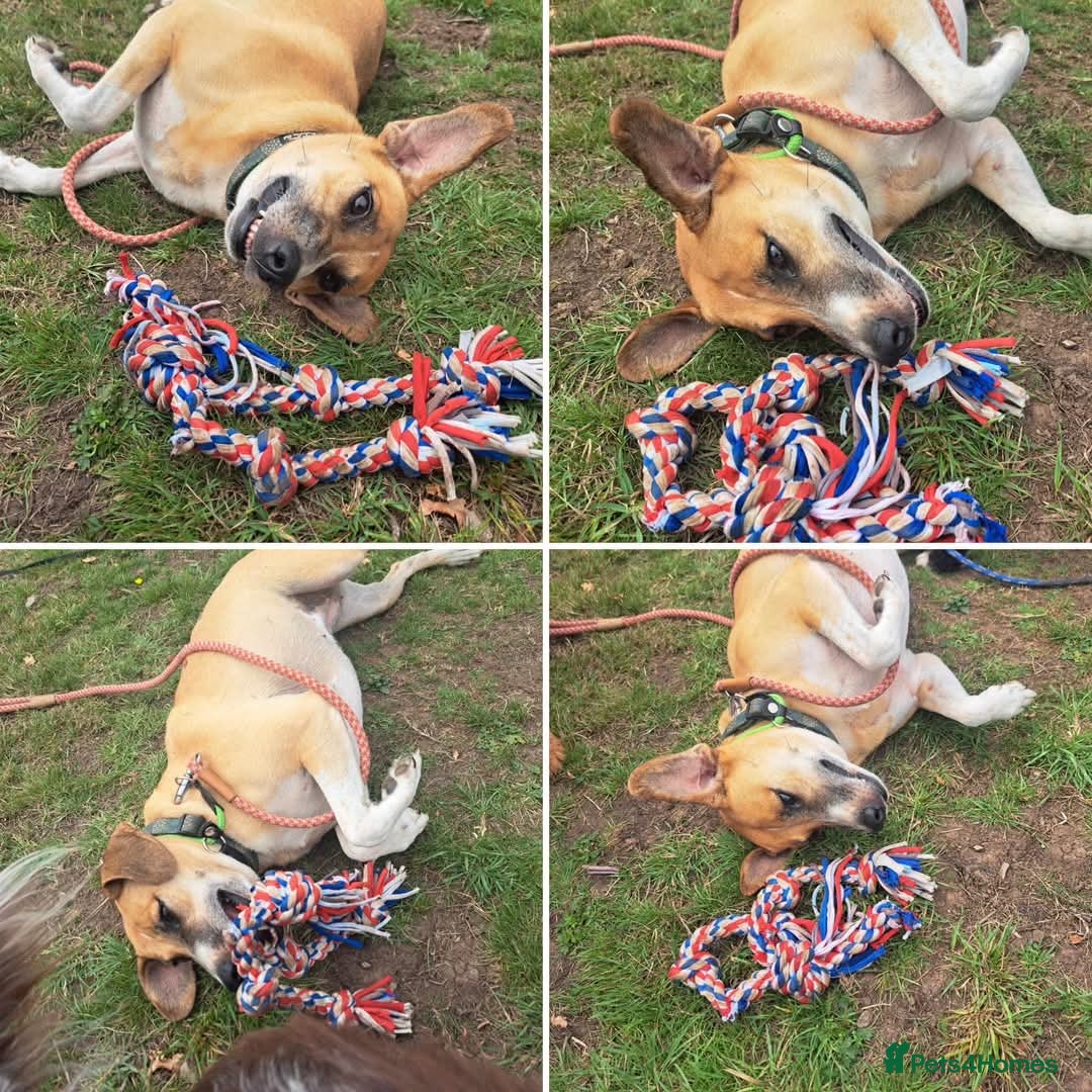 Mixed Breed dogs 🧡 Shandy, a real sweetheart 🧡 in Kidderminster - Advert 6