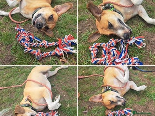 Mixed Breed dogs in Kidderminster - Advert 33