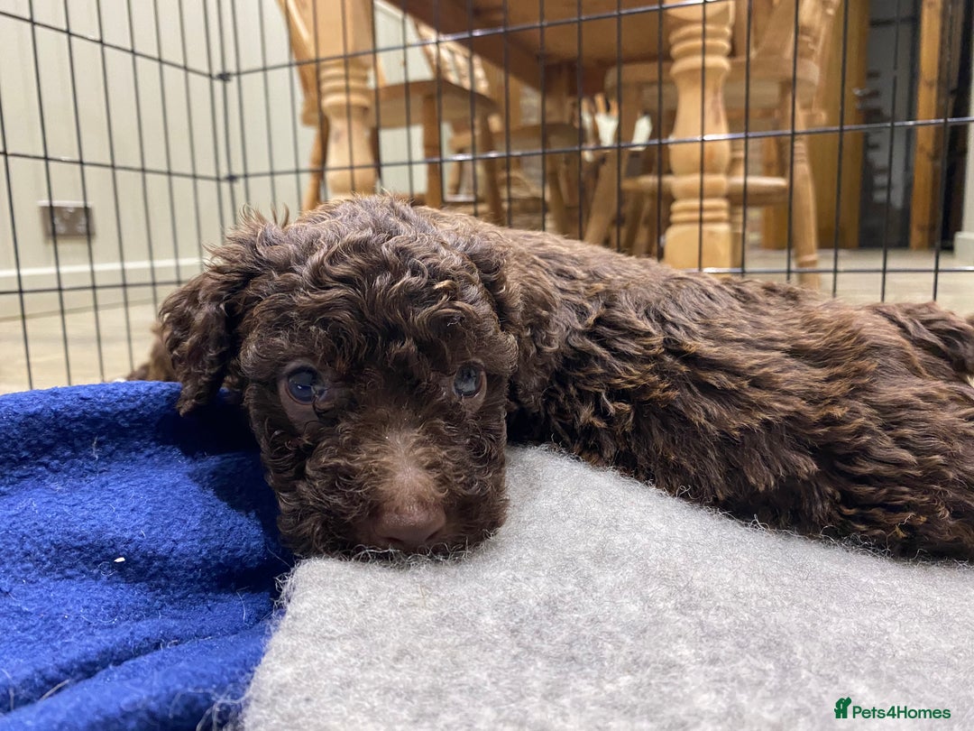 Lagotto Romagnolo dogs for sale: Lagotto Romagnolo puppies  - Advert 31