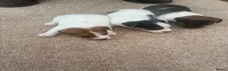 Jack Russell dogs for sale: Jack russel puppies  - Advert 4