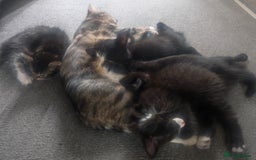 European cats for sale: Kittens looking for homes - Image 1
