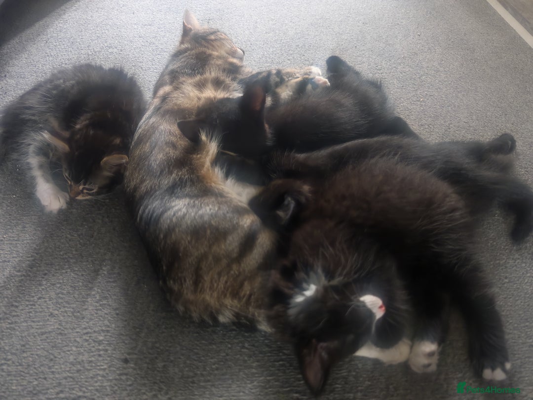 European cats for sale: Kittens looking for homes - Image 1