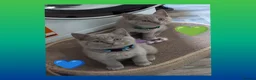 British Shorthair cats for sale: Stunning Lilac British Shorthair Kittens For Sale - Advert 11