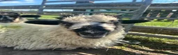 Sheep livestock for sale: Ewe lambs need a good home 🏡  - Advert 1