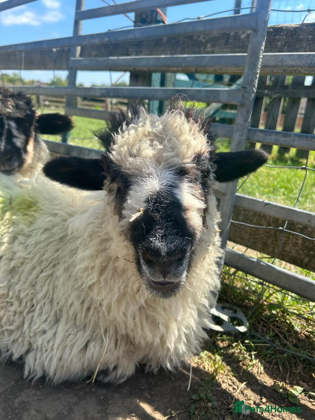 Sheep livestock for sale: Ewe lambs need a good home 🏡  - Advert 1
