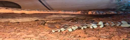Gecko reptiles for sale: 4 African fat tailed geckos  in Weston-super-Mare - Advert 1