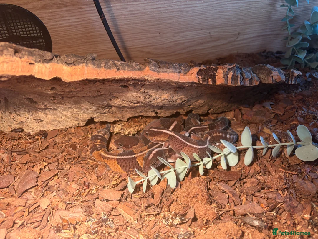 Gecko reptiles for sale: 4 African fat tailed geckos  in Weston-super-Mare - Advert 1