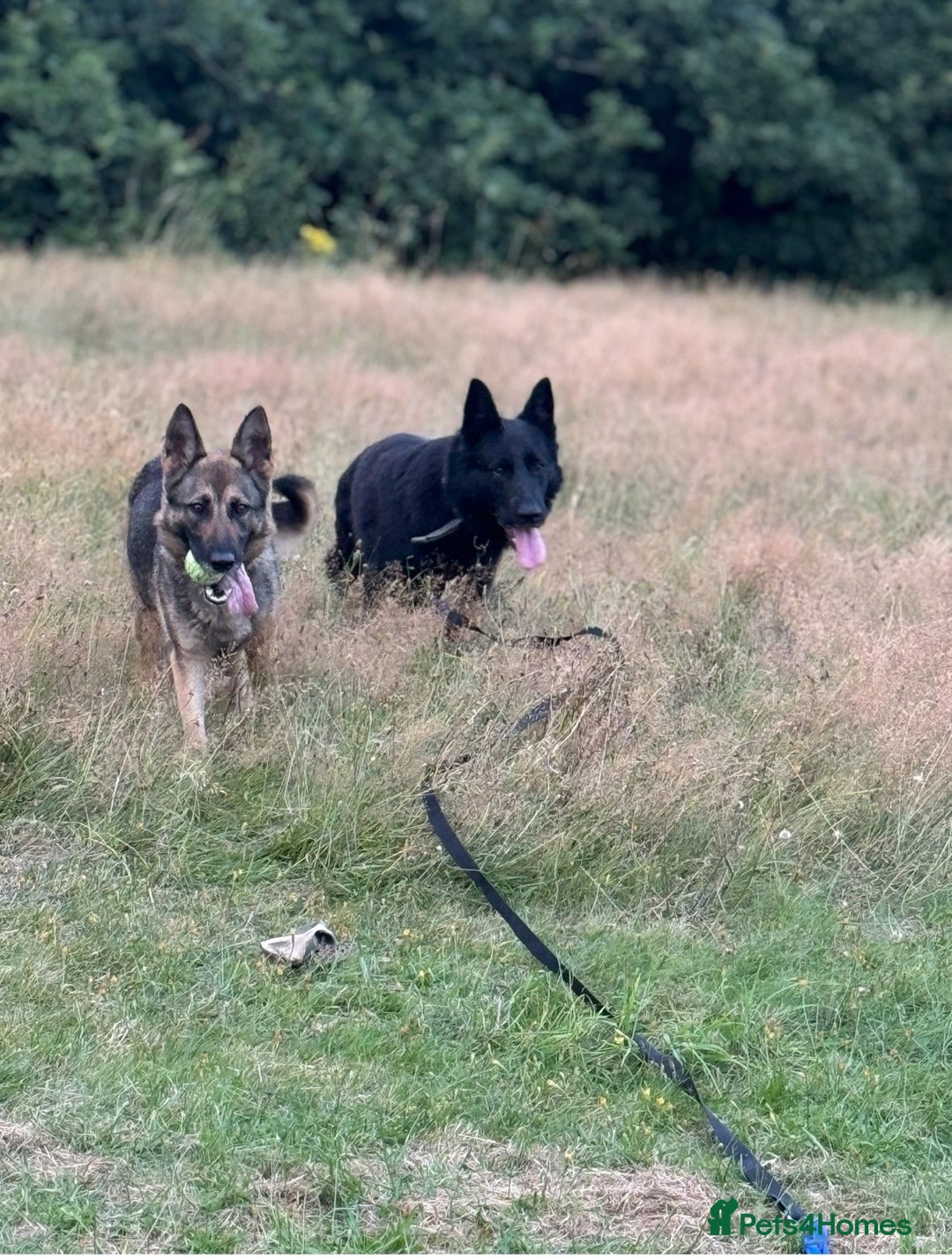 German Shepherd dogs for sale: 2 German shepherd puppies - Advert 5