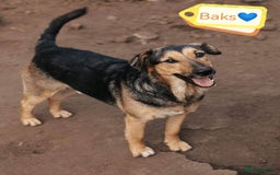 Mixed Breed dogs for adoption: URGENT: FOSTER or ADOPT:💙 BAKS – A Loyal Soul 💙 in Eastbourne - Image 9