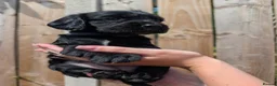 Sprocker dogs for sale: F1 Sprocker puppies !! ONLY 2 LEFT !! - Advert 17
