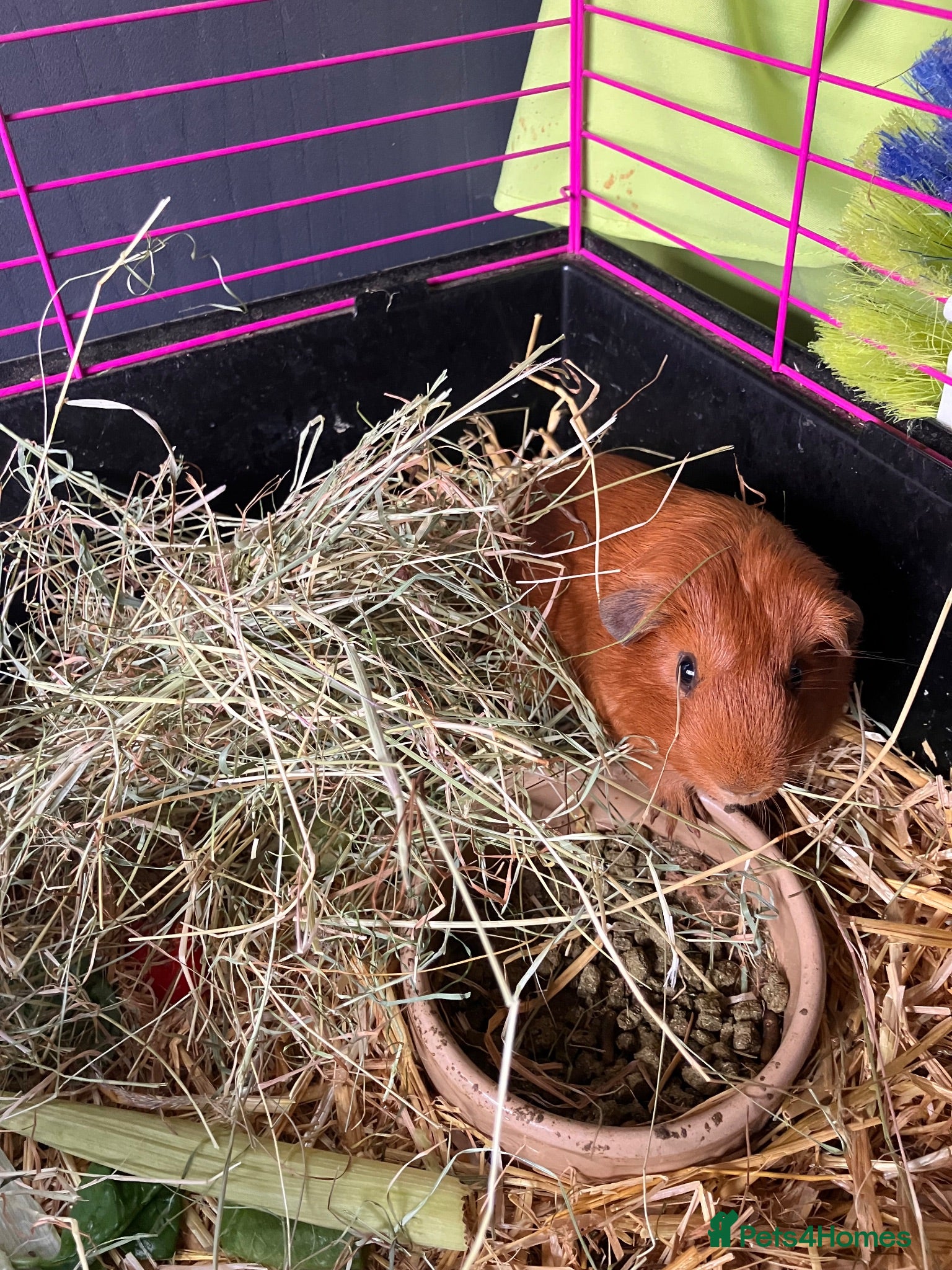 Guinea Pig rodents Young guinea pig pair of boars for sale - bonded - Advert 2