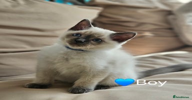 Ragdoll cats - Advert 15