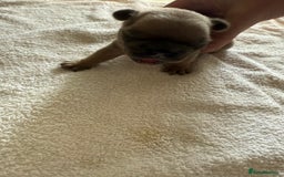 French Bulldog dogs for sale: French Bulldog Puppies 3 Male 4 Female  - Image 35