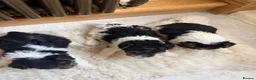 Fox Terrier dogs for sale: Fox terriers  in Middlesbrough - Advert 3