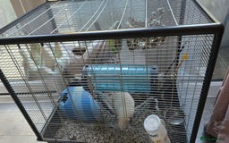 Rat rodents for sale: 2 male rats for rehoming  - Image 3