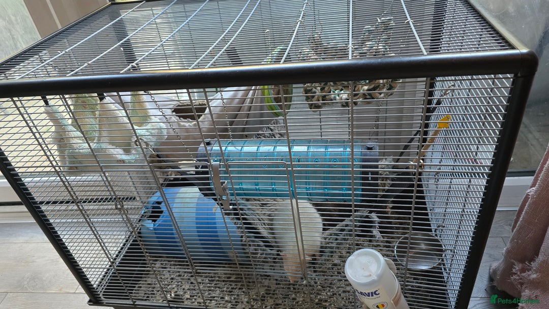 Rat rodents for sale: 2 male rats for rehoming  - Image 3