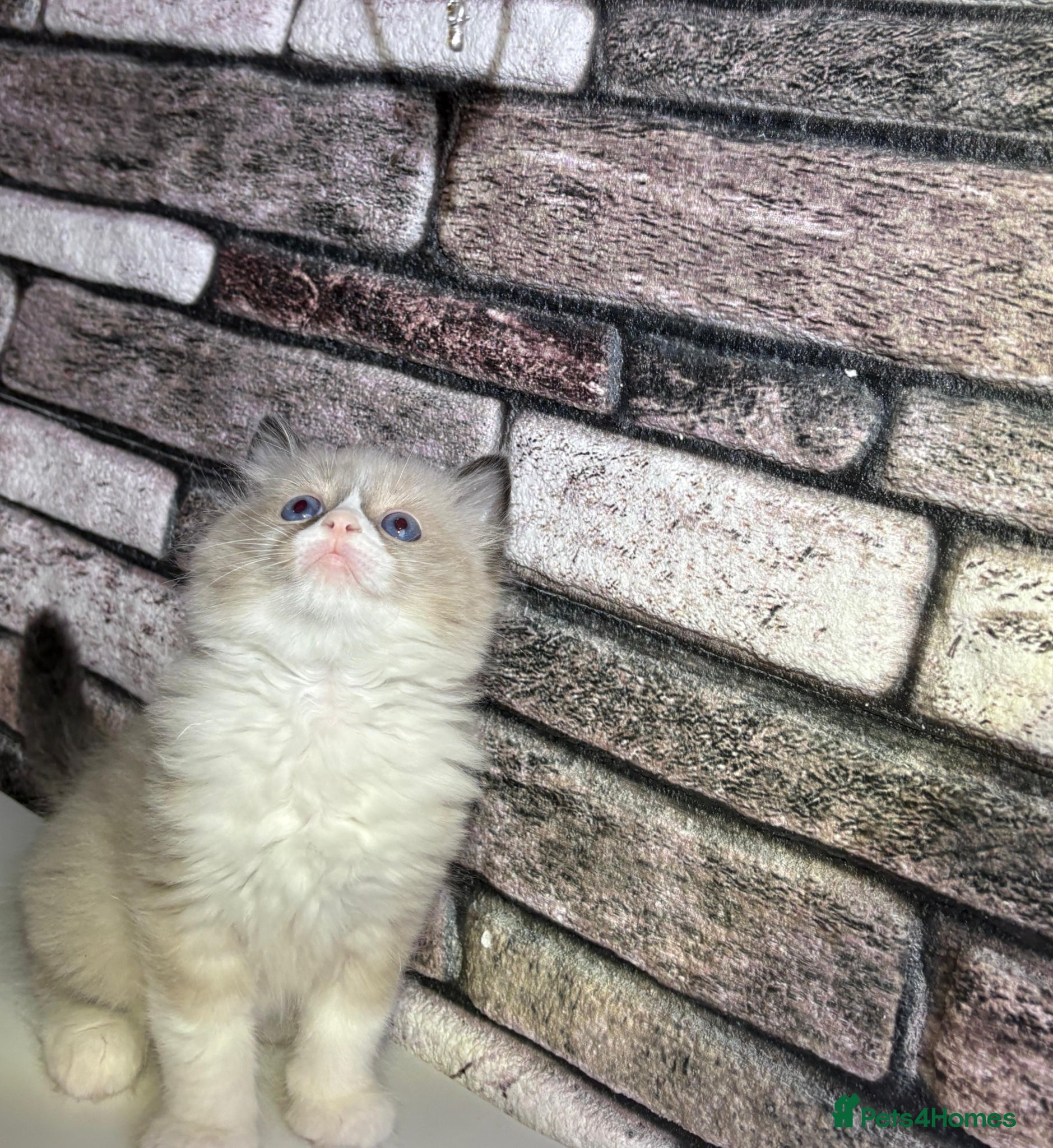 Ragdoll cats 4 pure ragdoll kitten ready to leave🐾 - Advert 4