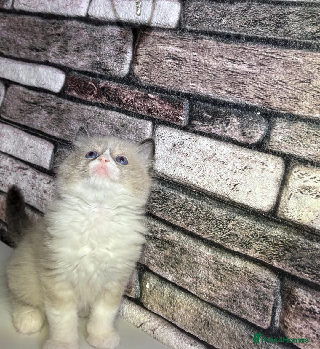 Ragdoll cats for sale: 4 pure ragdoll kitten ready to leave🐾 - Advert 1