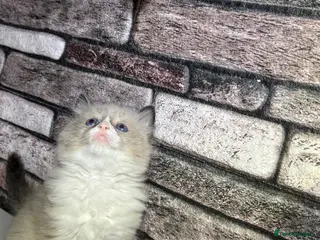 Ragdoll cats 4 pure ragdoll kitten ready to leave🐾 - Advert 4