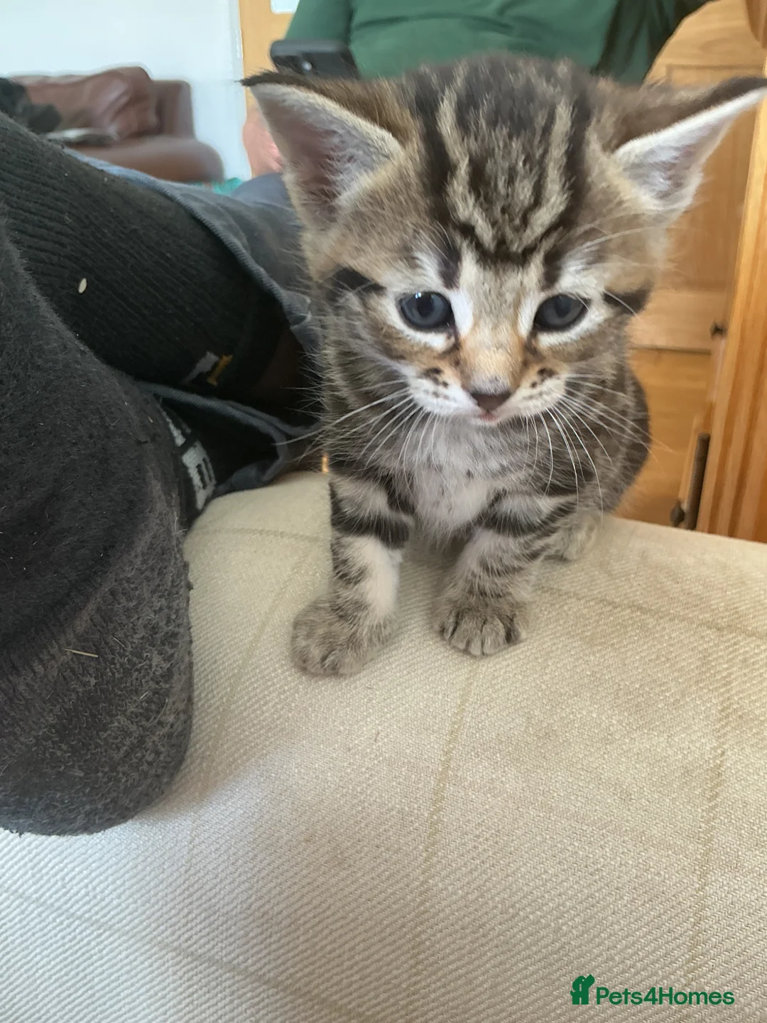 Mixed Breed cats for sale: Gorgeous Tabby and white kittens - Advert 15