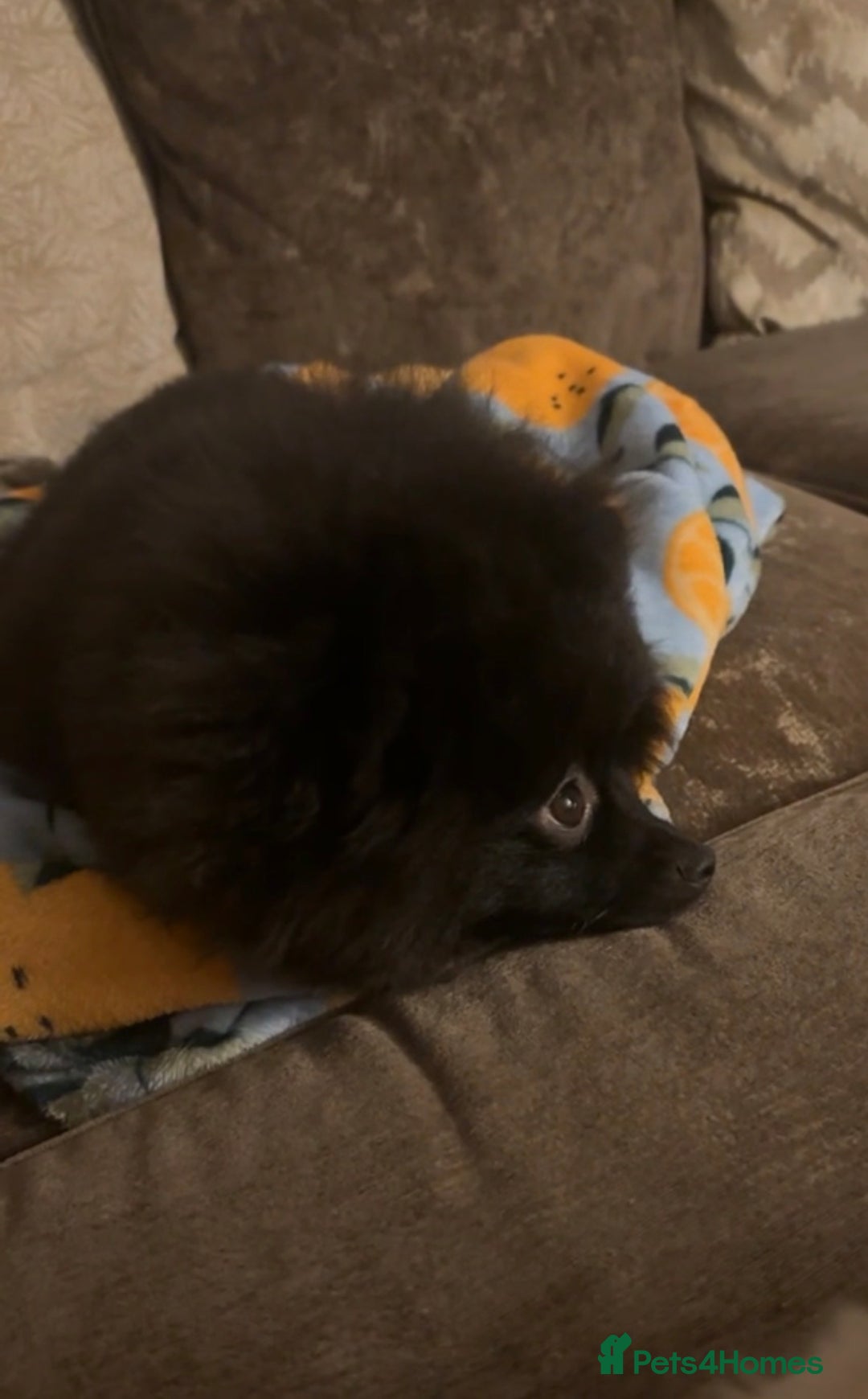 Pomeranian dogs for sale: BEAR 7 month pomeranian - Advert 4