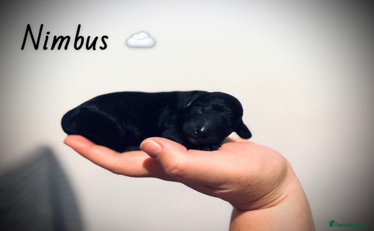 Mixed Breed dogs - Advert 2